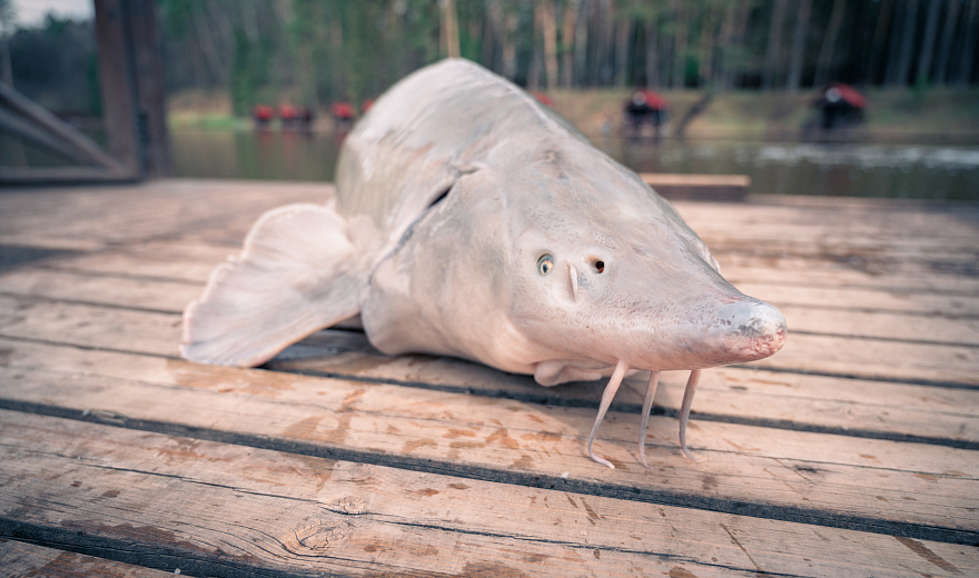 Ловушка для рыбы — морда